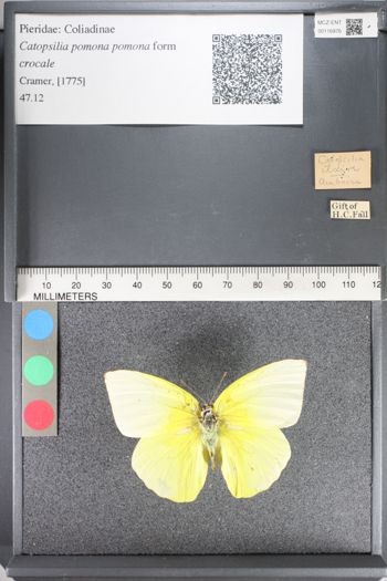 Media type: image;   Entomology 116976